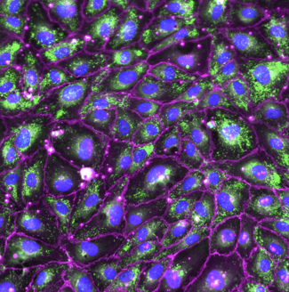 Cells